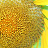 Mammoth Grey Stripe Sunflower closeup - (Helianthus annuus)