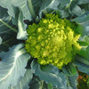 Romanesco Broccoli - (Brassica oleracea)