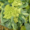 Romanesco Broccoli - (Brassica oleracea)