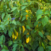 Lemon Drop Peppers on the vine - (Capsicum baccatum)