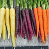 Purple Dragon Carrots - (Daucus carota var. sativus)