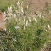 Horsetail Milkweed with mature pods - ( Asclepias subverticillata)