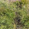 Horsetail Milkweed  - ( Asclepias subverticillata)