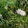 Arizona Milkweed Flower  - (Asclepias angustifolia)