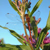 Swamp Milkweed with dragonfly- (Asclepias incarnata)