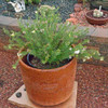 Pineneedle Milkweed in a pot - (Asclepias linaria)