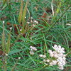 Immature Pineneedle Milkweed Pods - (Asclepias linaria)
