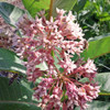 Common Milkweed Flowers with bees - (Asclepias syriaca)