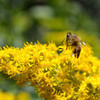 Honey Bee Flower Mix