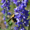 Honey Bee Flower Mix