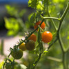 Ripening Sweet Pea Heirloom Currant Tomatoes - (Solanum pimpinellifolium)