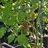 Sweet Pea Heirloom Currant Tomatoes - (Solanum pimpinellifolium)