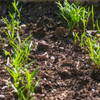 Parisian Carrot seedlings - (Daucus carota)