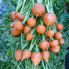 Fresh Parisian Carrots - (Daucus carota)