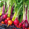 Rainbow Mix Beets - (Beta vulgaris)