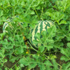 Red Seeded Citron Melon plant with fruits - (Citrullus lanatus var. citroides)