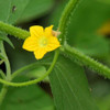 Red Seeded Citron Melon flower - (Citrullus lanatus var. citroides)