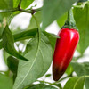 Nadapeno Sweet Pepper in red stage - (Capsicum annuum)