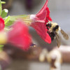 Fire Chief Dwarf Petunia Flower with Bumblebee- (Petunia nana compacta)