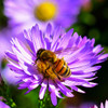 Bee on China Aster Flower - (Callistephus chinensis)
