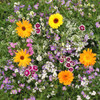 Fragrant Flower Seed Mix