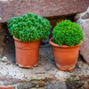 Pots of Spicy Globe Bush Basil - (Ocimum basilicum)