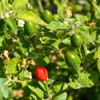 Chiltepin Hot Pepper bud and flowers