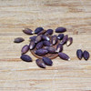 Heirloom Purple Barley Seeds - (Hordeum vulgare)