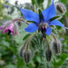 Borage flower - (Borago officinalis)