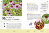 100 Plants to Feed the Bees - Purple Coneflower