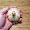 Killarney Red Garlic Bulb in Hand - (Allium sativum)