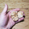 Purple Glazer Hardneck Garlic Cloves in Hand - (Allium sativum)