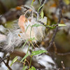 Vining Milkweed Seeds and Silk - (Funastrum cynanchoides)