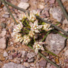 Vining Milkweed Flowers - (Funastrum cynanchoides)