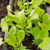 Buttercrunch Bibb Lettuce seedlings - (Latuca sativa)