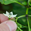Nuevo Sandia Chile Pepper Flower - (Capsicum annuum)