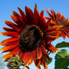 Chocolate Cherry Sunflower  - (Helianthus annuus)