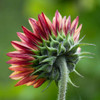 Young Chocolate Cherry Sunflower  - (Helianthus annuus)