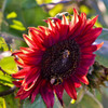 Chocolate Cherry Sunflower with Bees - (Helianthus annuus)