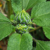 Chocolate Cherry Sunflower Buds - (Helianthus annuus)