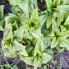 Amish Deer Tongue Lettuce plants - (Latuca sativa)