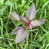 Young Hopi Red Dye Amaranth Plant - (Amaranthus cruentus)