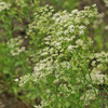 Anise Flowers - (Pimpinella anisum)