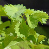 Anise Leaves - (Pimpinella anisum)