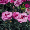 Dianthus Large Flowered Seed Mix - (Dianthus hybridus)