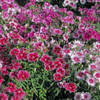 Dianthus Flowers