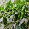 Shishito Peppers on the Vine