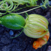 Tatume Summer Squash Fruit with Blossom