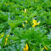 Tatume Summer Squash Plants and Flowers 