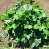 Table King Acorn Winter Squash Plant